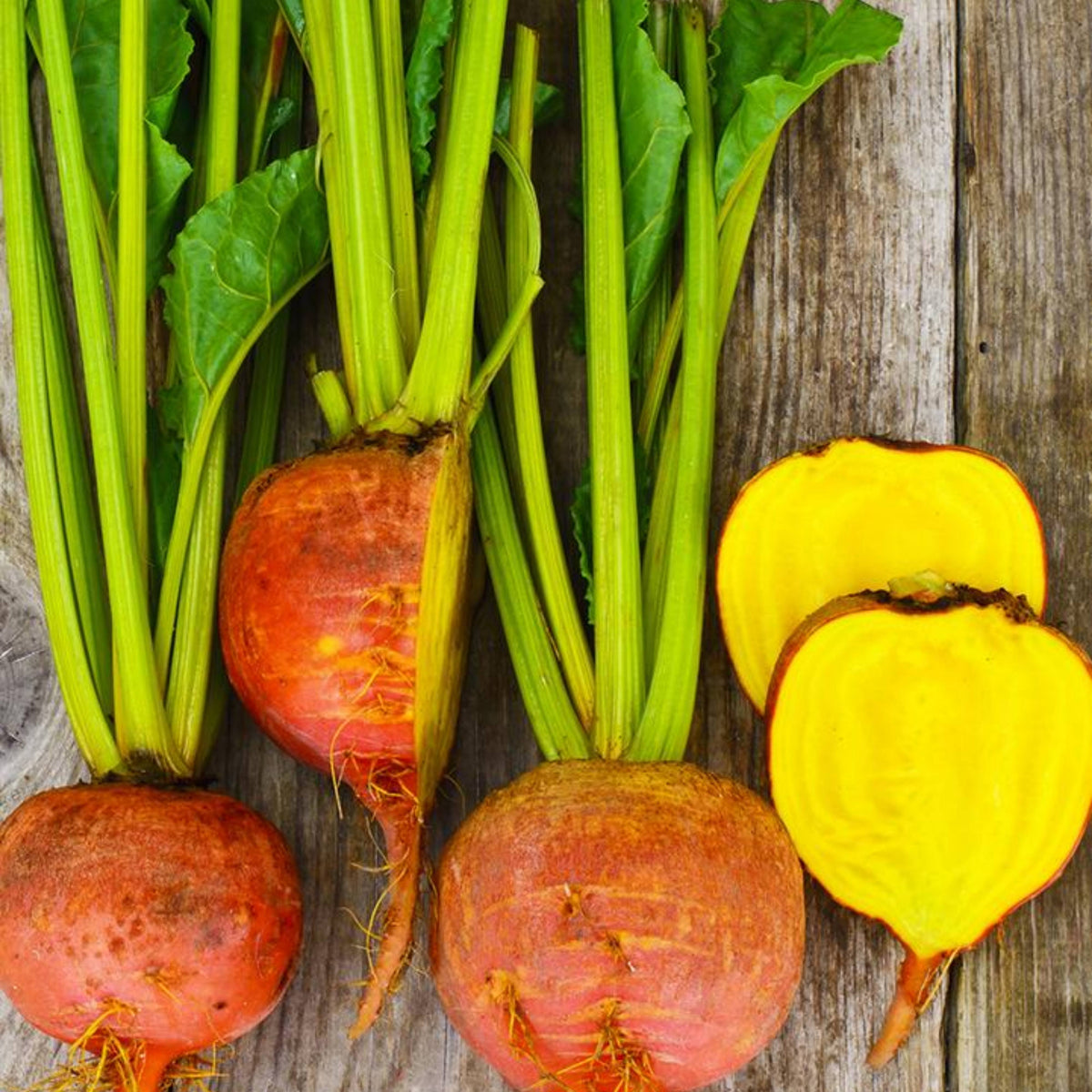 Touchstone Gold Beet Seeds - Golden Beets with Sweet Flavor, 30 seeds