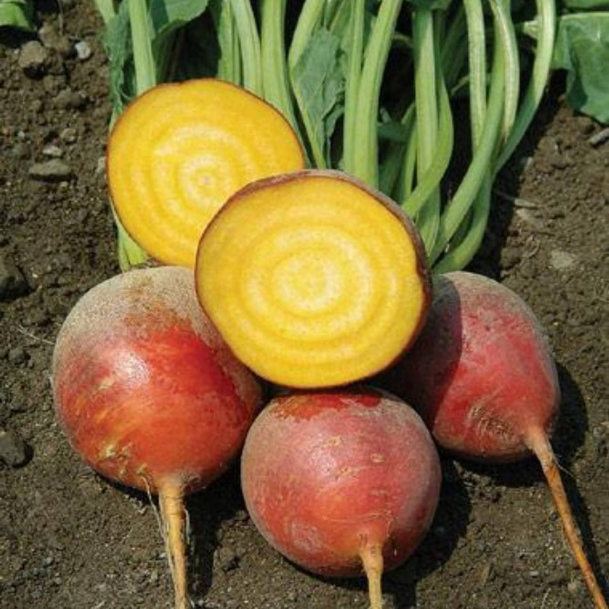 Touchstone Gold Beet Seeds - Golden Beets with Sweet Flavor, 30 seeds