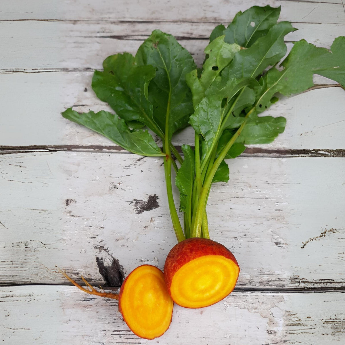 Touchstone Gold Beet Seeds - Golden Beets with Sweet Flavor, 30 seeds