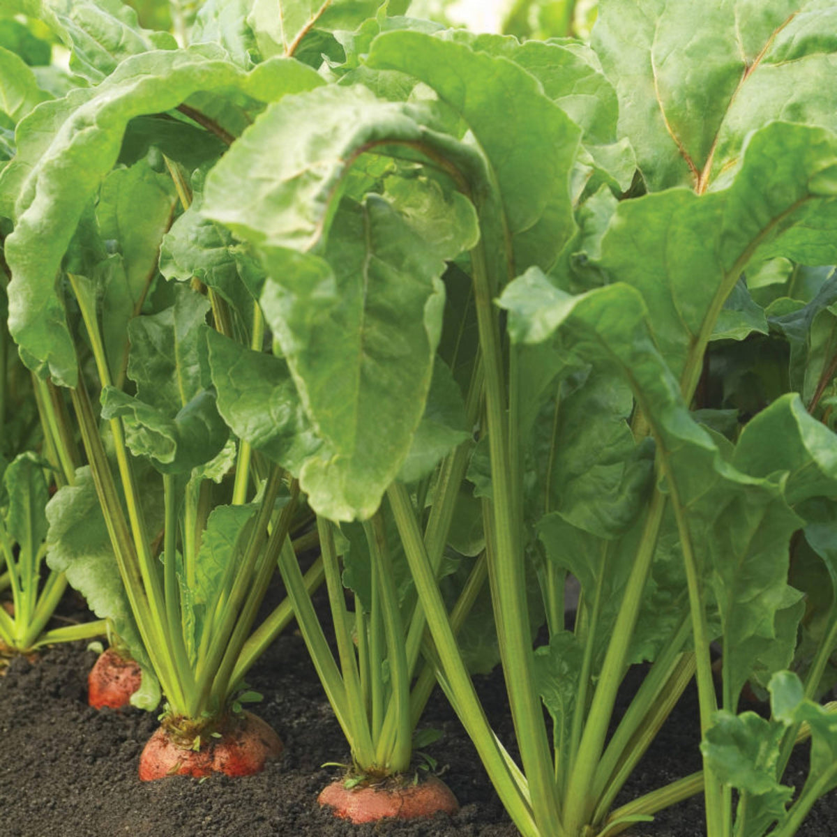 Touchstone Gold Beet Seeds - Golden Beets with Sweet Flavor, 30 seeds