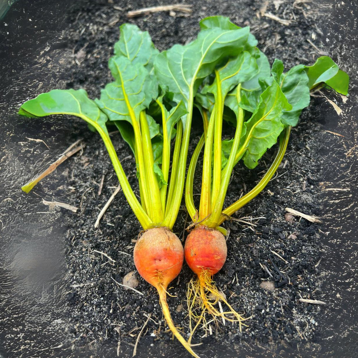 Touchstone Gold Beet Seeds - Golden Beets with Sweet Flavor, 30 seeds