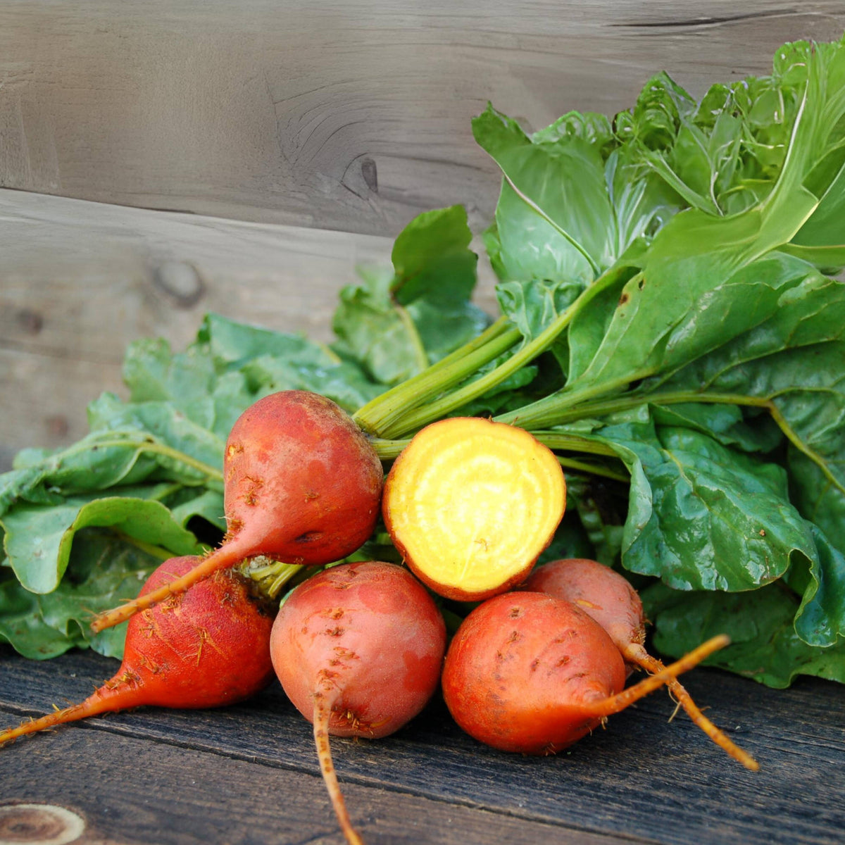 Touchstone Gold Beet Seeds - Golden Beets with Sweet Flavor, 30 seeds