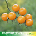 30 Seeds| Gold Nugget Tomato Seeds – Heirloom, Non-GMO, Early Cherry Variety, Golden Yellow Fruits, Sweet Flavor, High Yield, Easy to Grow, Container Friendly, Perfect for Snacking, Salads, and Fresh Eating#7023