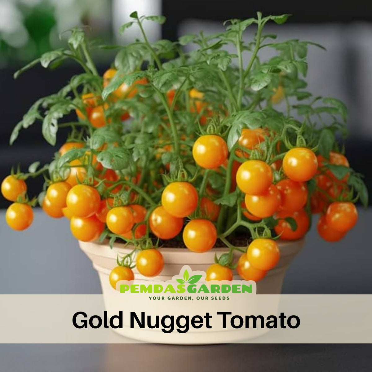 Gold Nugget Tomato Seeds - Early Maturity, Golden Yellow, 30 seeds