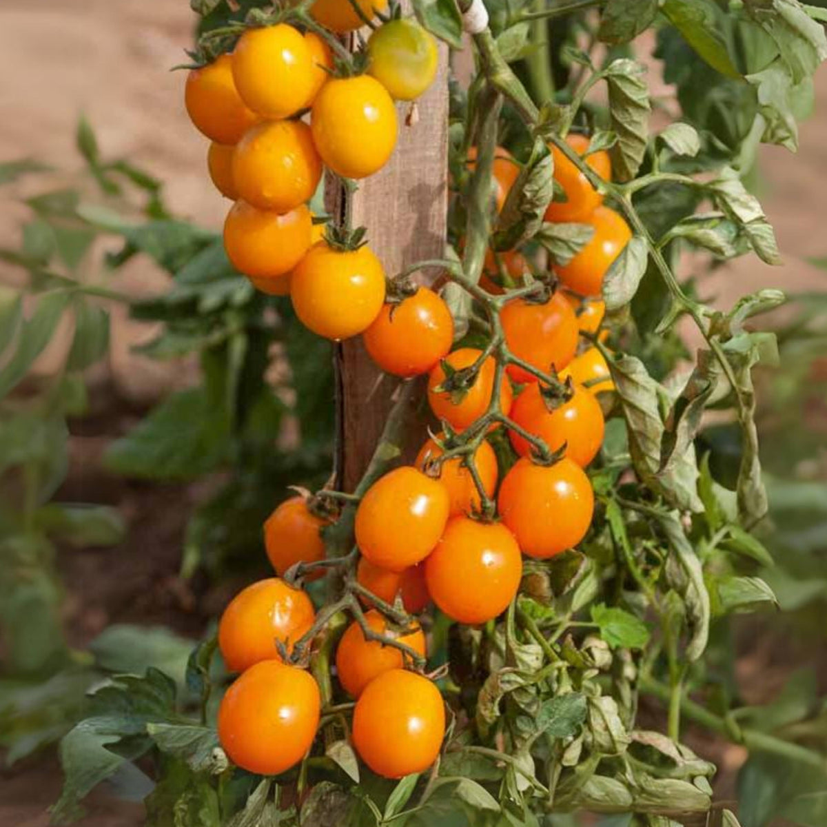 30 Seeds| Gold Nugget Tomato Seeds -Heirloom – Non-GMO – Early Maturity – Golden Yellow – Sweet Flavor – Compact – High Yield – Container Friendly – Fresh Eating – Garden to Table #7023