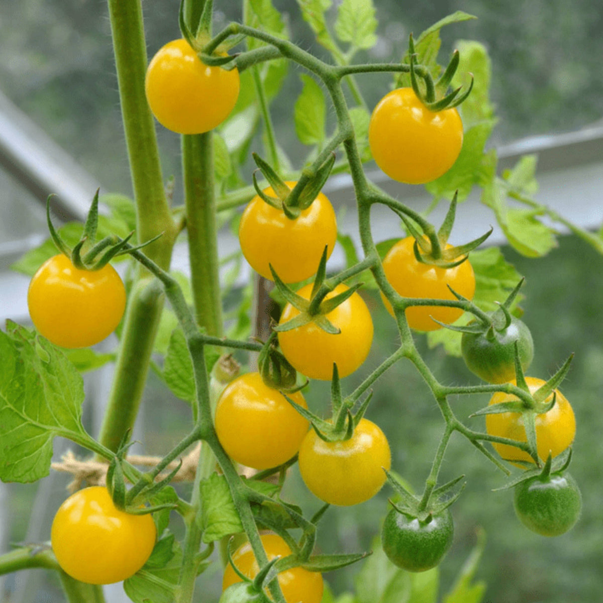 30 Seeds| Gold Nugget Tomato Seeds -Heirloom – Non-GMO – Early Maturity – Golden Yellow – Sweet Flavor – Compact – High Yield – Container Friendly – Fresh Eating – Garden to Table #7023