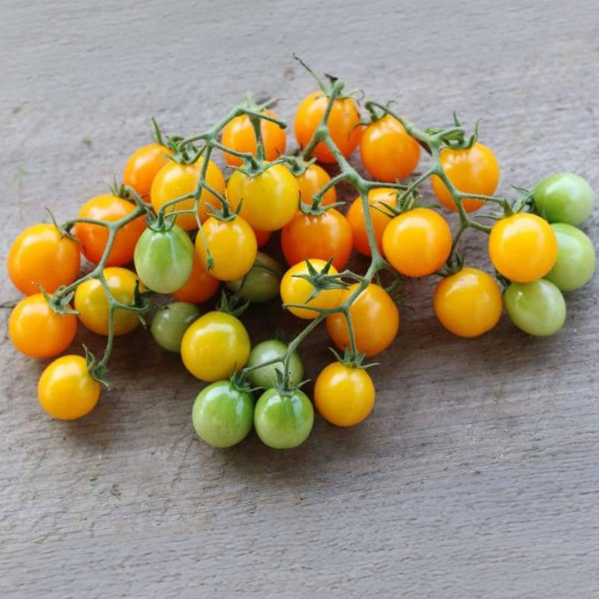 Gold Nugget Tomato Seeds - Early Maturity, Golden Yellow, 30 seeds