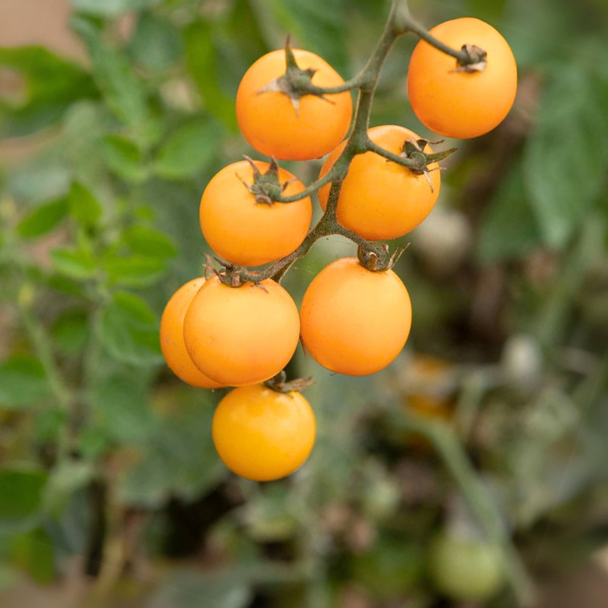 Gold Nugget Tomato Seeds - Early Cherry Variety, 30 seeds