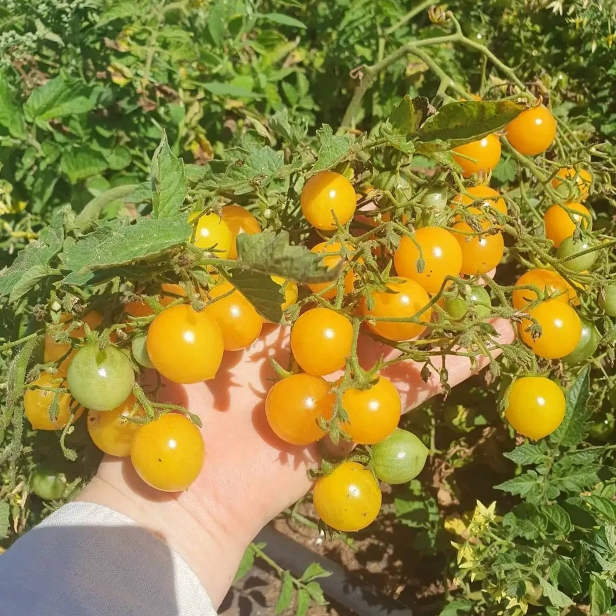 30 Seeds| Gold Nugget Tomato Seeds -Heirloom – Non-GMO – Early Maturity – Golden Yellow – Sweet Flavor – Compact – High Yield – Container Friendly – Fresh Eating – Garden to Table #7023
