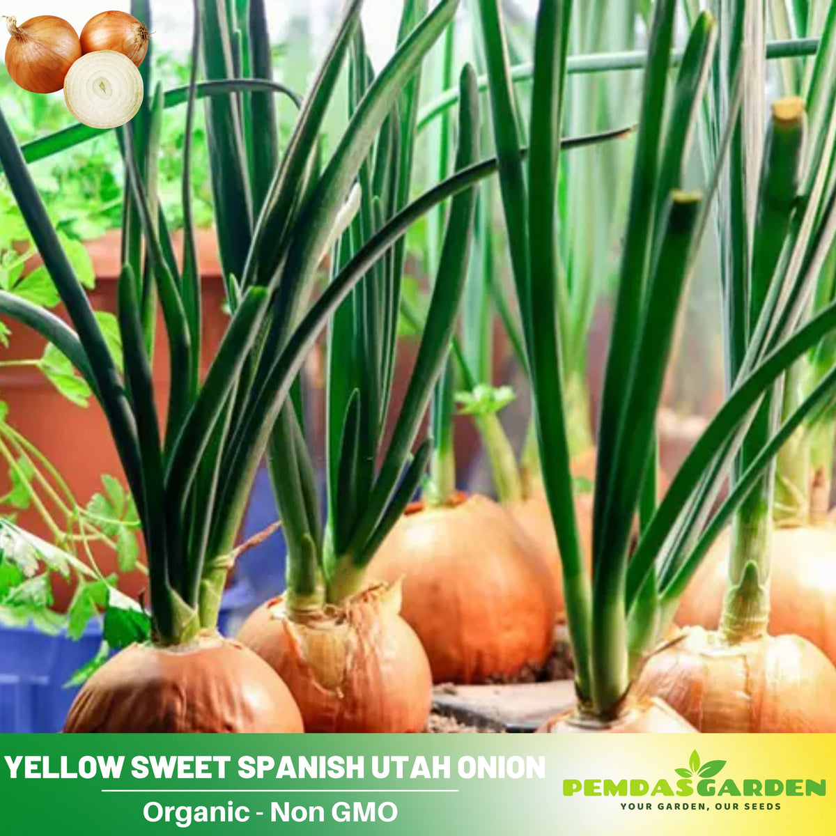 160 Seeds| Utah Yellow Onion Seeds -Heirloom – Non-GMO – Long-Day – Golden Skins – Mild Sweet Flavor – Excellent Storage – Easy to Grow – High Yield – Garden to Table – Cooking Essential#7024