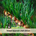 160 Seeds| Utah Yellow Onion Seeds -Heirloom – Non-GMO – Long-Day – Golden Skins – Mild Sweet Flavor – Excellent Storage – Easy to Grow – High Yield – Garden to Table – Cooking Essential#7024
