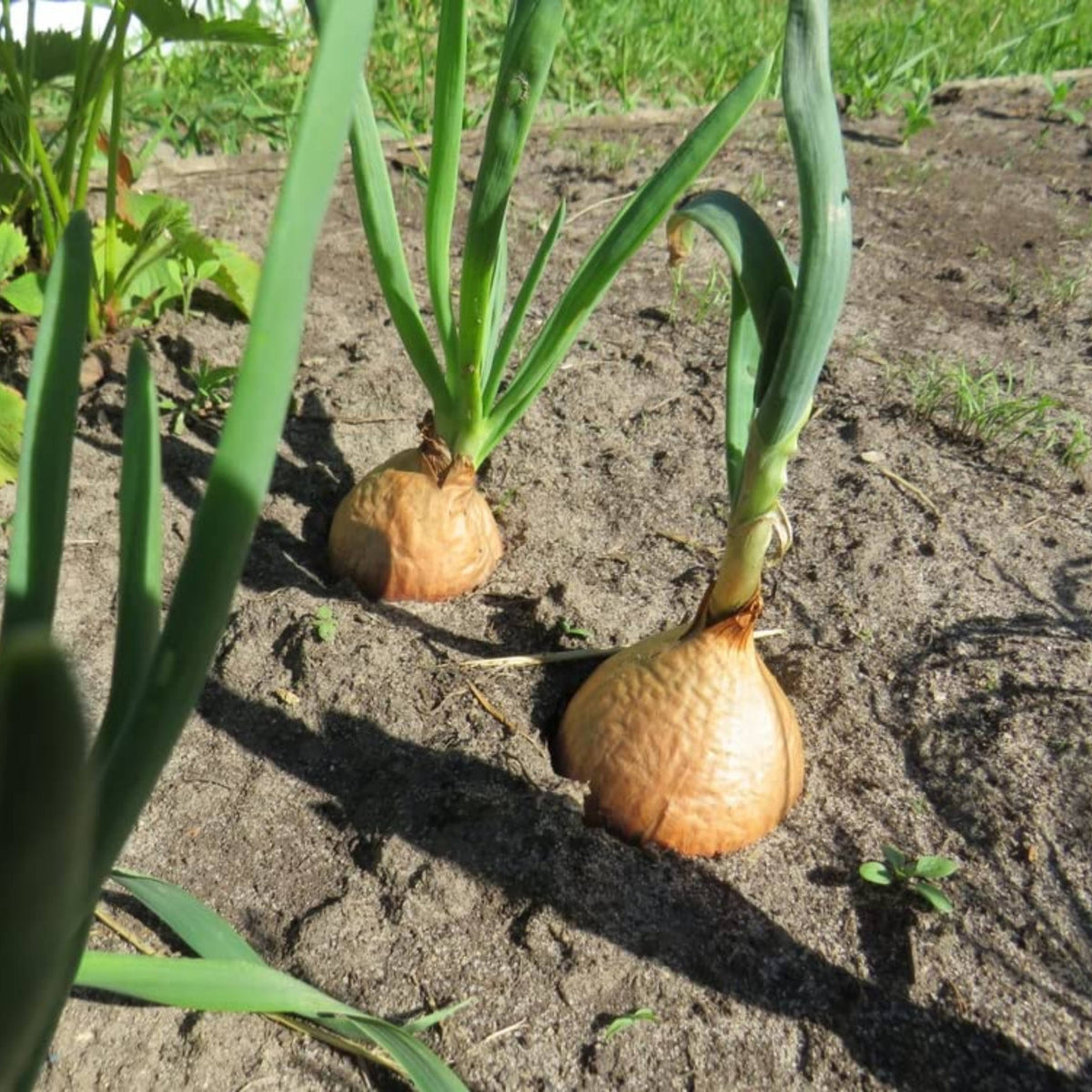 Utah Yellow Onion Seeds - Long, Day Variety, 160 seeds