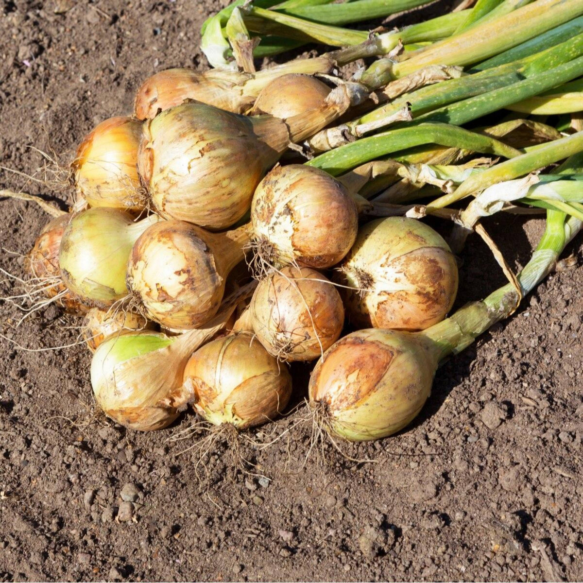 Utah Yellow Onion Seeds - Long, Day Variety, 160 seeds