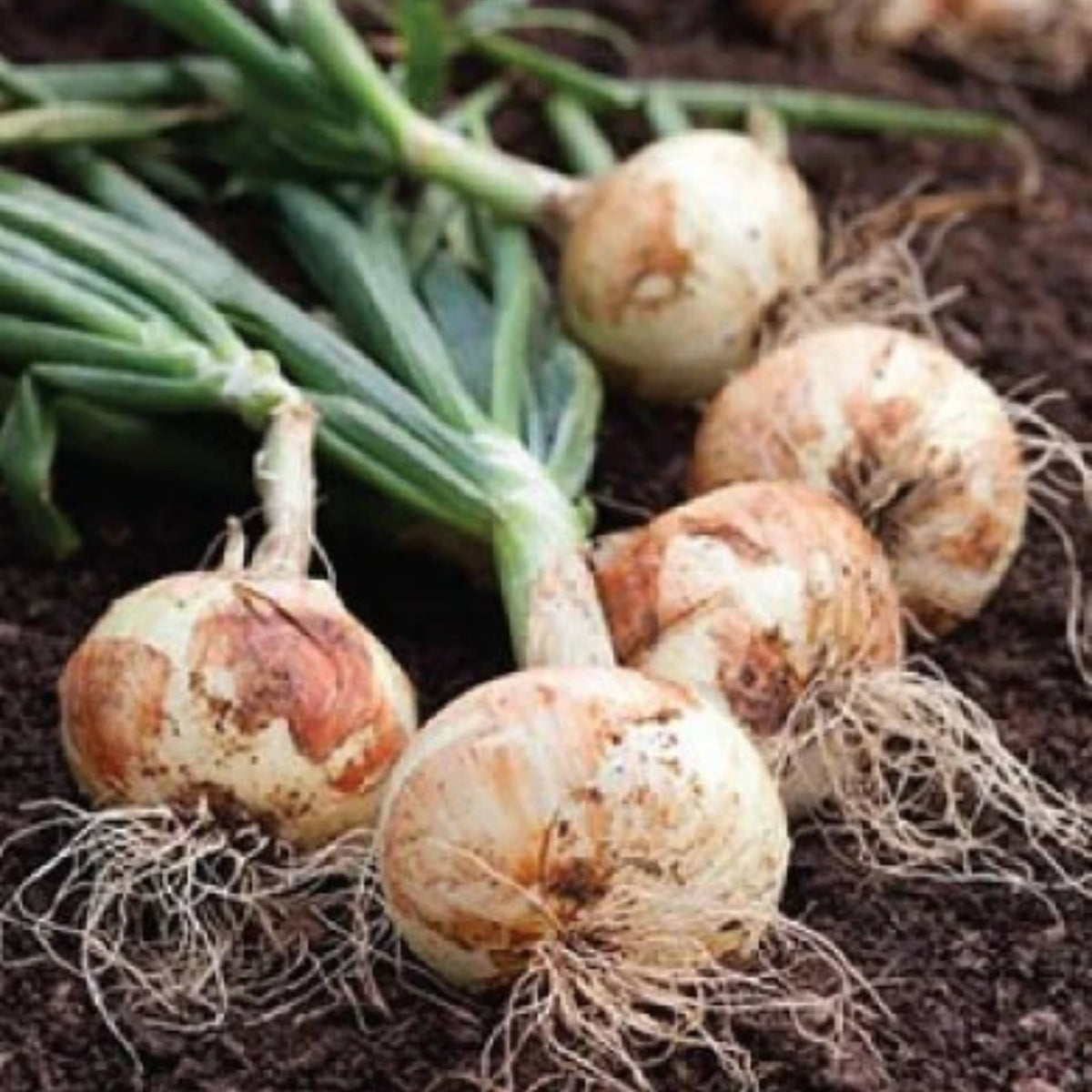 Utah Yellow Onion Seeds - Long, Day Variety, 160 seeds