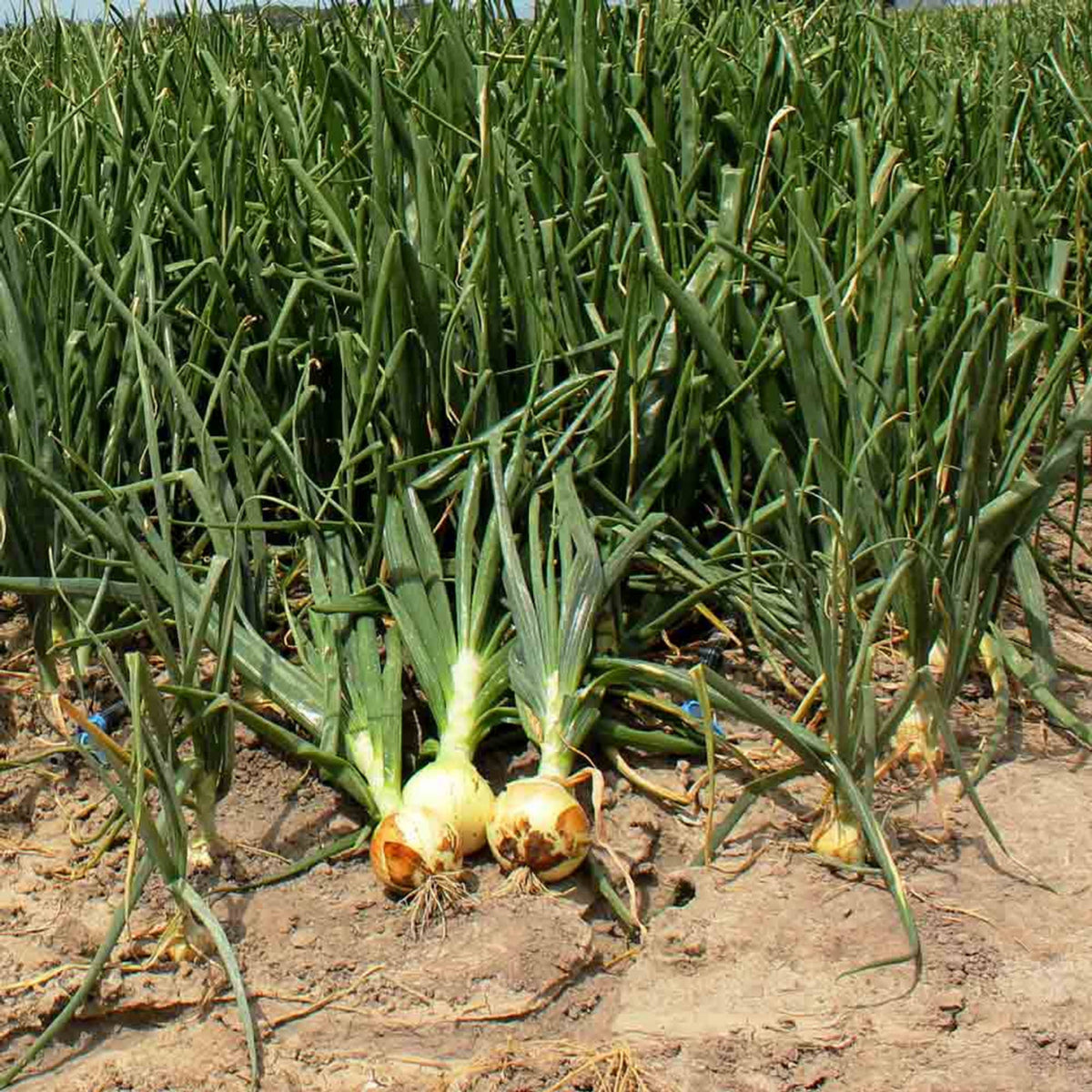 Utah Yellow Onion Seeds - Long, Day Variety, 160 seeds