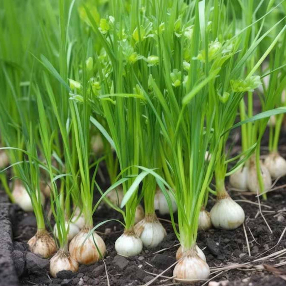 Utah Yellow Onion Seeds - Long, Day Variety, 160 seeds
