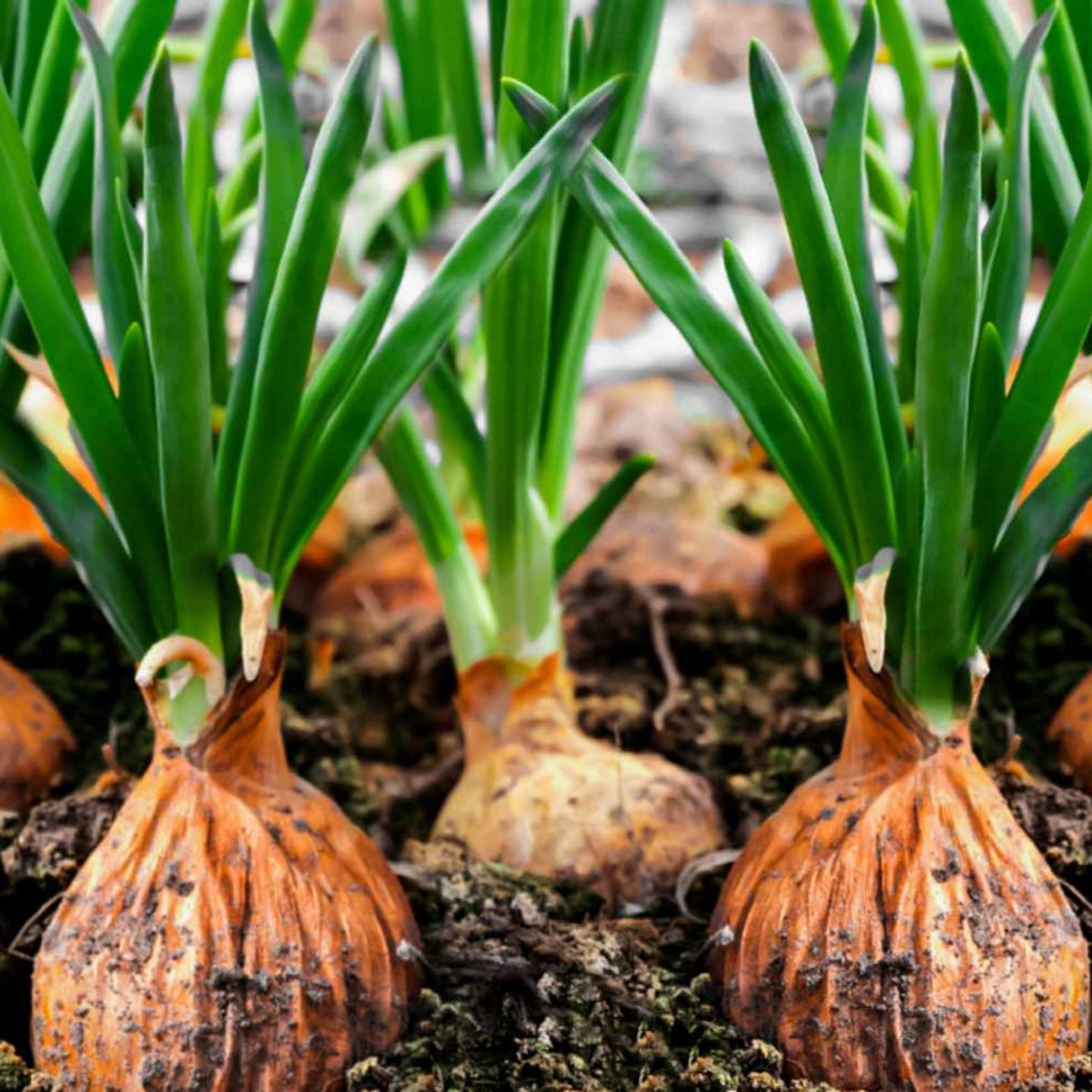 Utah Yellow Onion Seeds - Long, Day Variety, 160 seeds