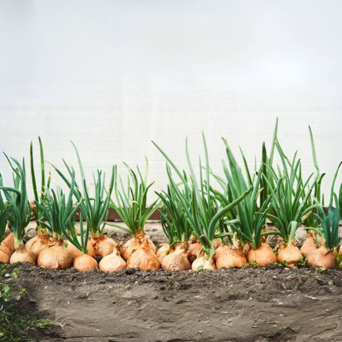 Utah Yellow Onion Seeds - Long, Day Variety, 160 seeds