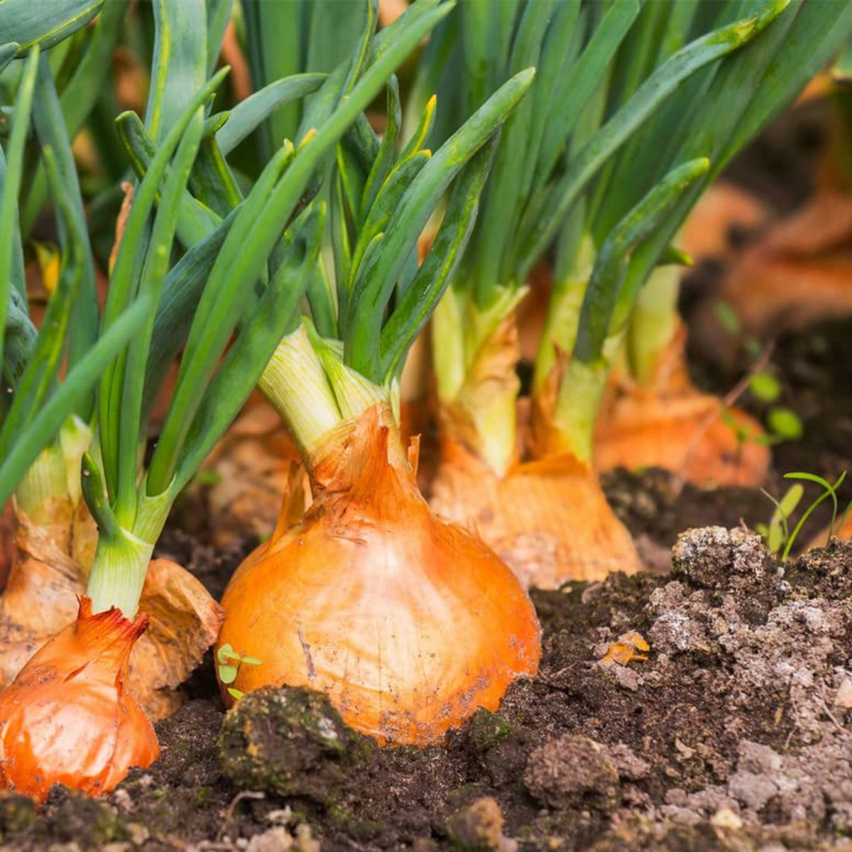 Utah Yellow Onion Seeds - Long, Day Variety, 160 seeds