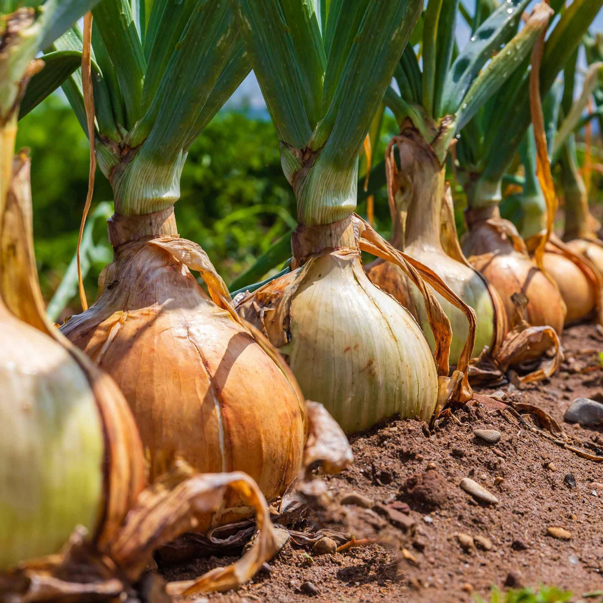 Utah Yellow Onion Seeds - Long, Day Variety, 160 seeds