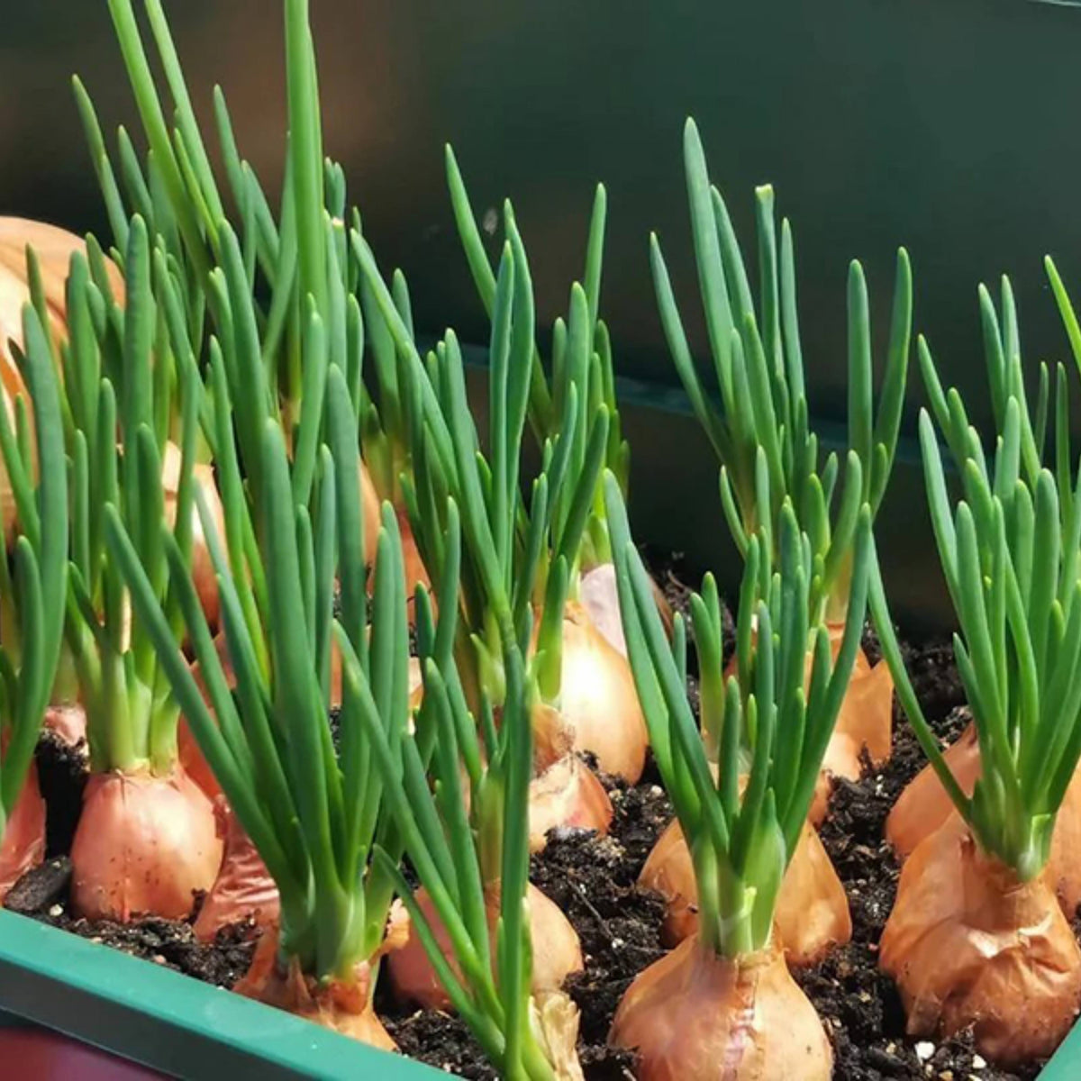 Utah Yellow Onion Seeds - Long, Day Variety, 160 seeds