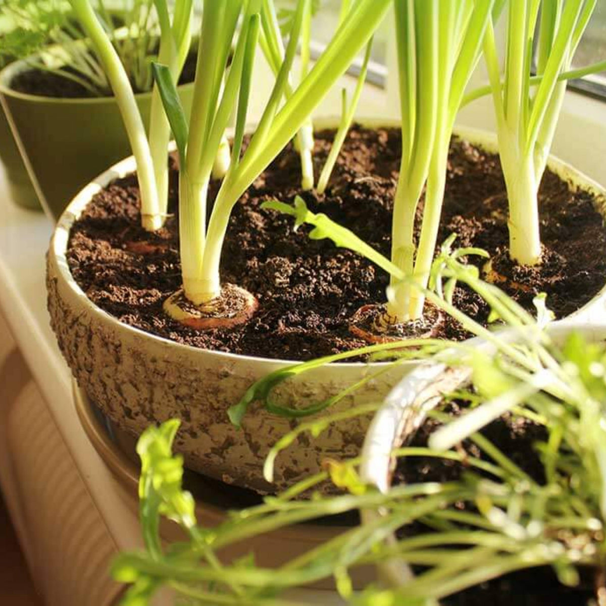 Utah Yellow Onion Seeds - Long, Day Variety, 160 seeds
