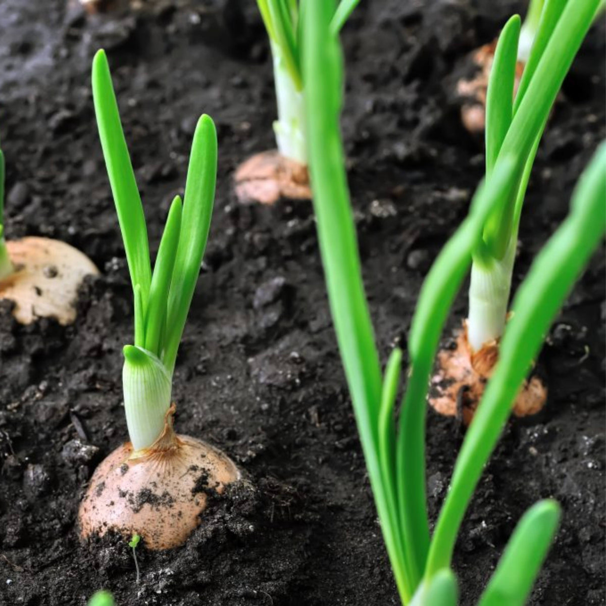 Utah Yellow Onion Seeds - Long, Day Variety, 160 seeds