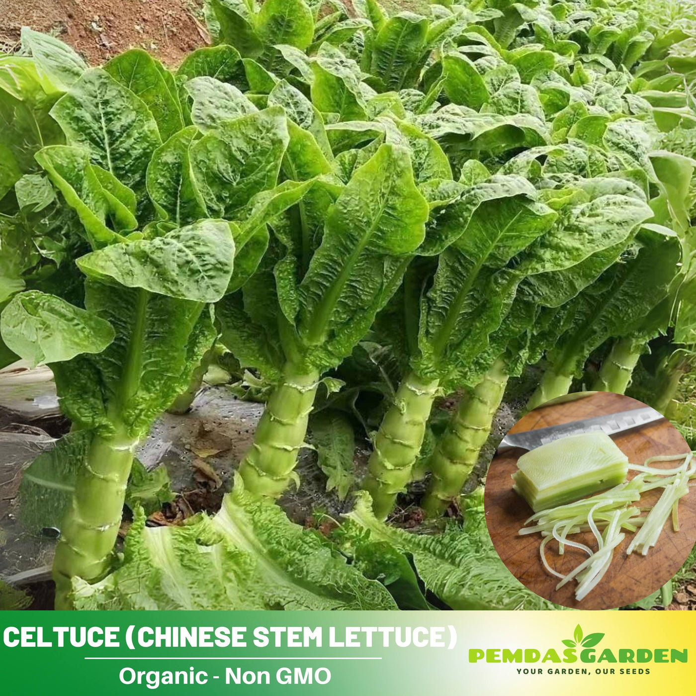asian garden seeds 25 Seeds| Chinese Stem Lettuce Seeds – Heirloom, Non-GMO, Crisp Stalks – PEMDASGARDEN