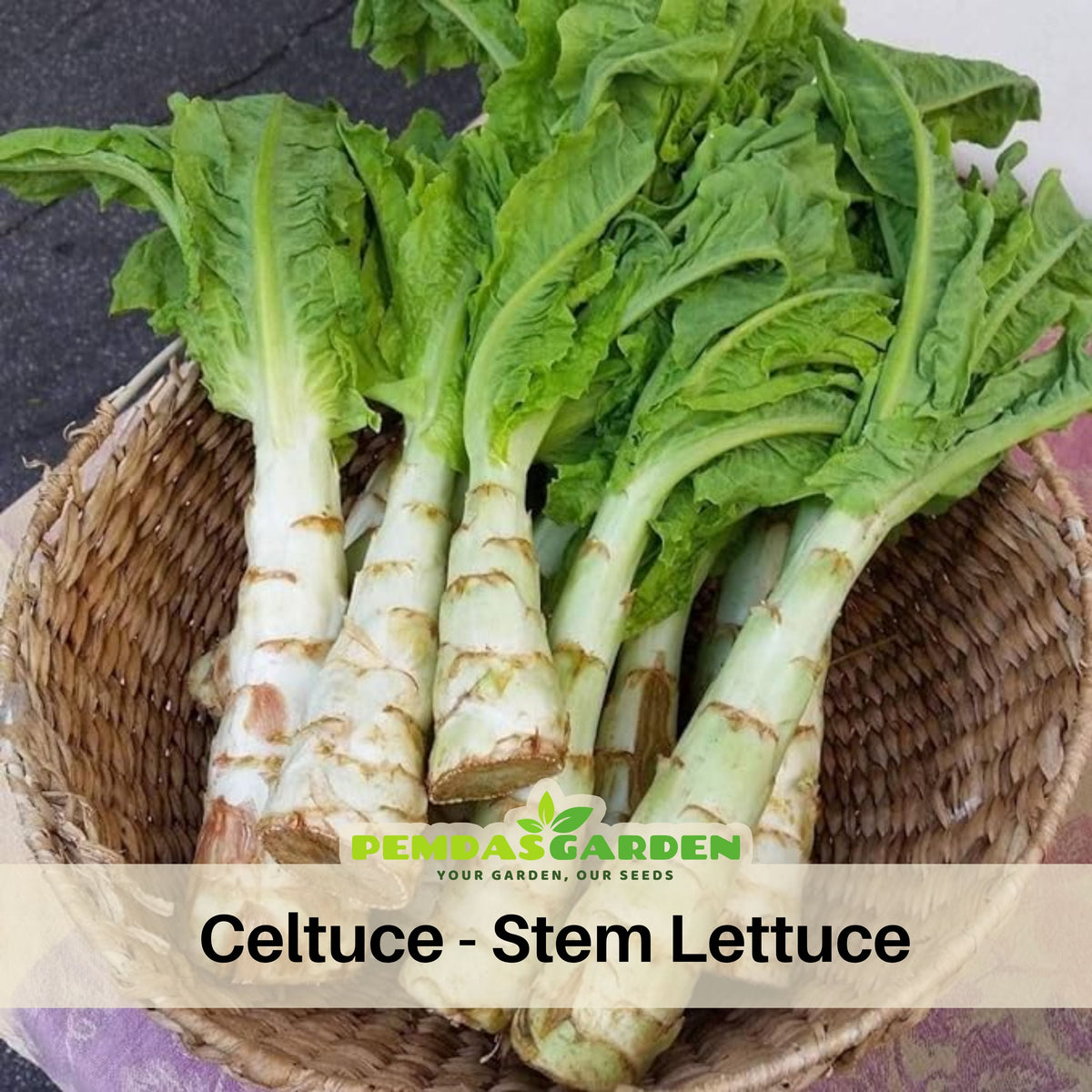 Chinese Stem Lettuce Seeds - Crisp Stems, Tender Leaves, 25 seeds