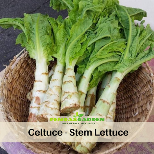 Chinese Stem Lettuce Seeds - Crisp Stems, Tender Leaves, 25 seeds
