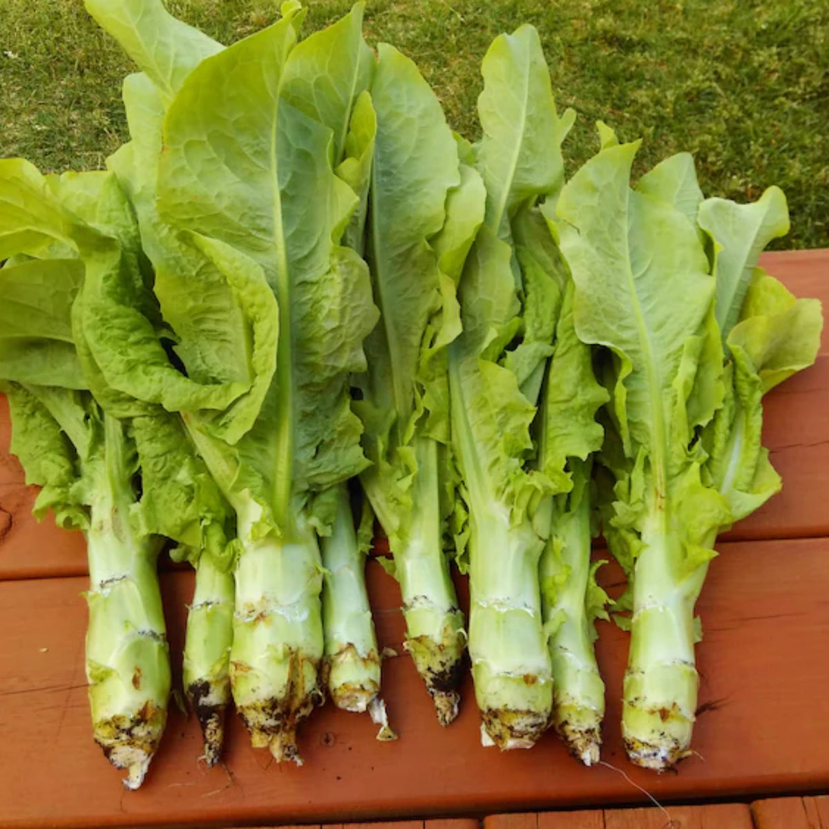 Chinese Stem Lettuce Seeds - Crisp Stalks and Tender Leaves, 25 seeds