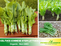 25 Seeds| Chinese Stem Lettuce Seeds -Heirloom – Non-GMO – Crisp Stems – Tender Leaves – Mild Flavor – Easy to Grow – Cool Season – Asian Specialty – Fresh or Cooked – Garden to Table#7026