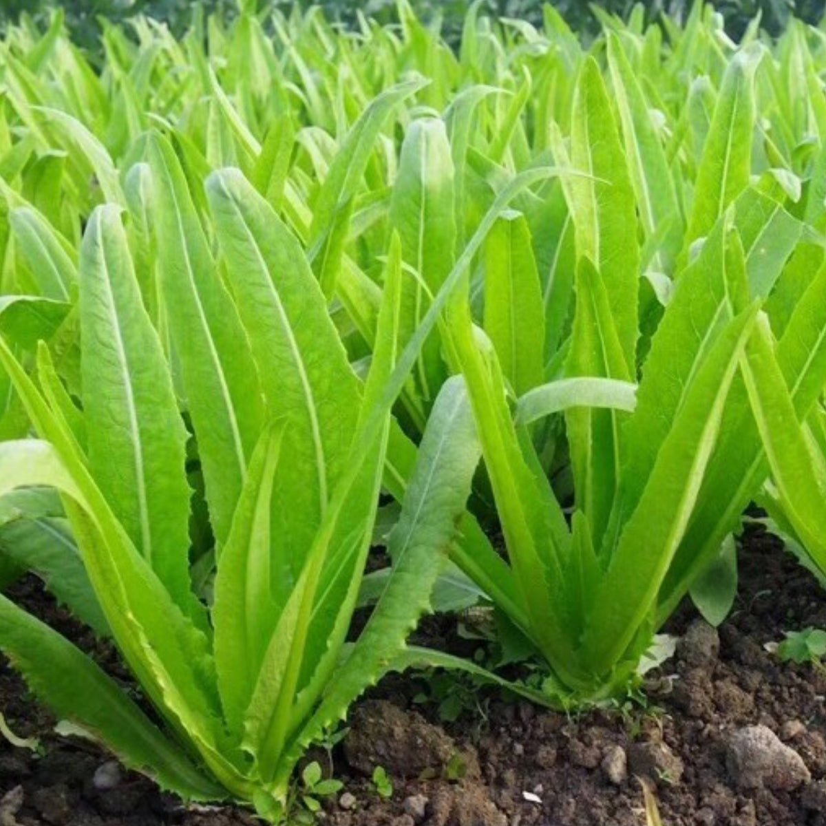 Chinese Stem Lettuce Seeds - Crisp Stalks and Tender Leaves, 25 seeds