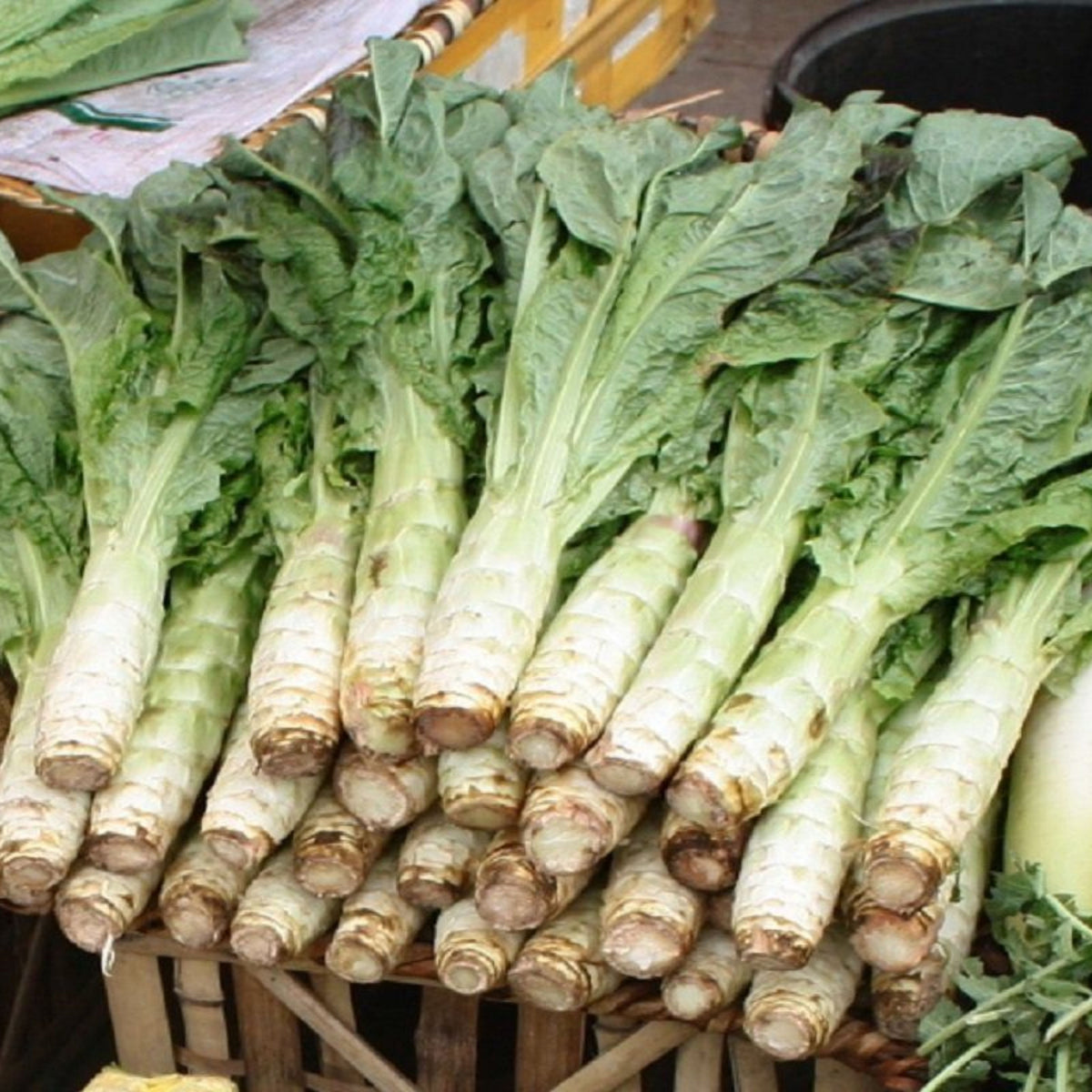Chinese Stem Lettuce Seeds - Crisp Stalks and Tender Leaves, 25 seeds