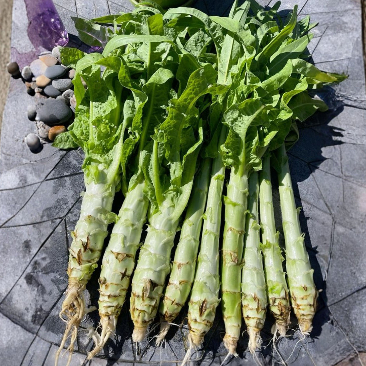 Chinese Stem Lettuce Seeds - Crisp Stalks and Tender Leaves, 25 seeds