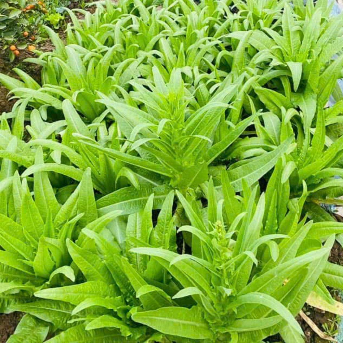 Chinese Stem Lettuce Seeds - Crisp Stalks and Tender Leaves, 25 seeds