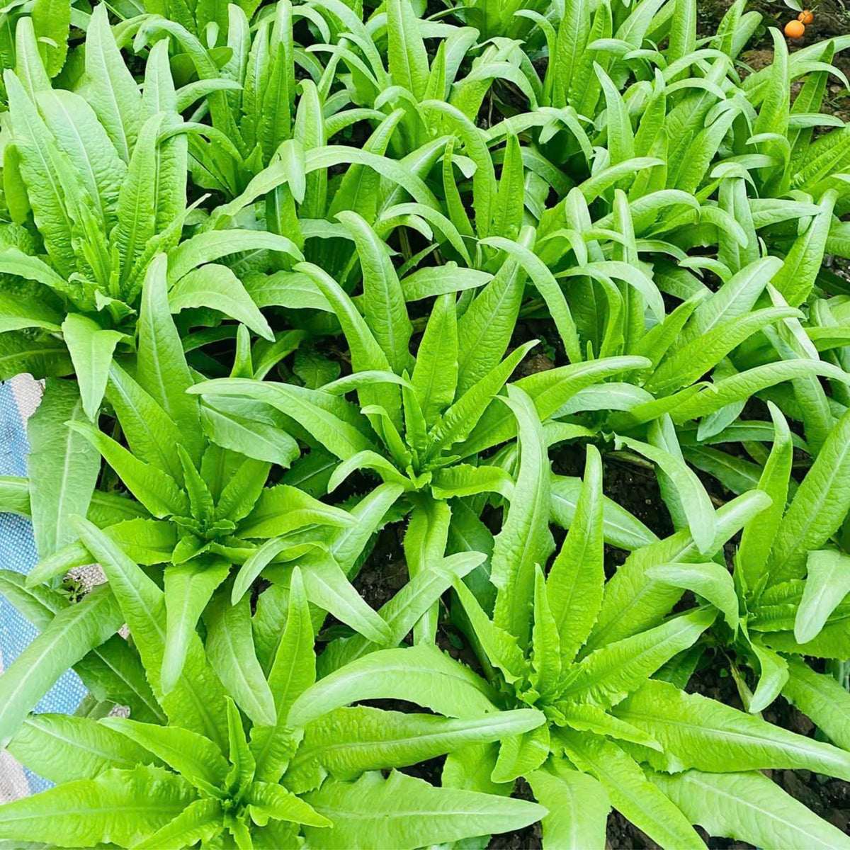Chinese Stem Lettuce Seeds - Crisp Stems, Tender Leaves, 25 seeds