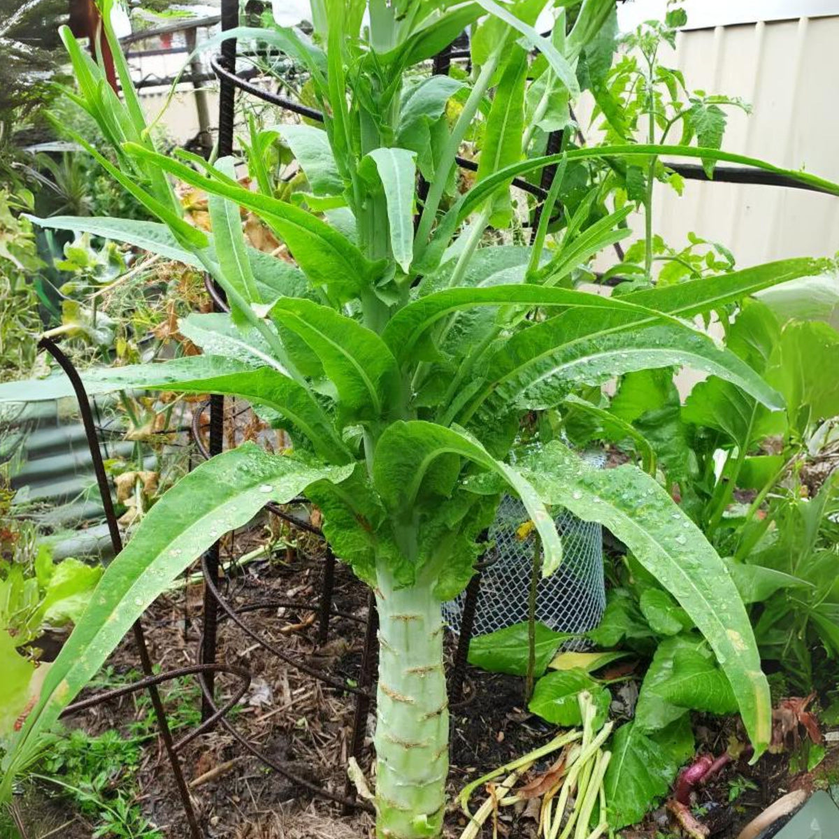 Chinese Stem Lettuce Seeds - Crisp Stems, Tender Leaves, 25 seeds