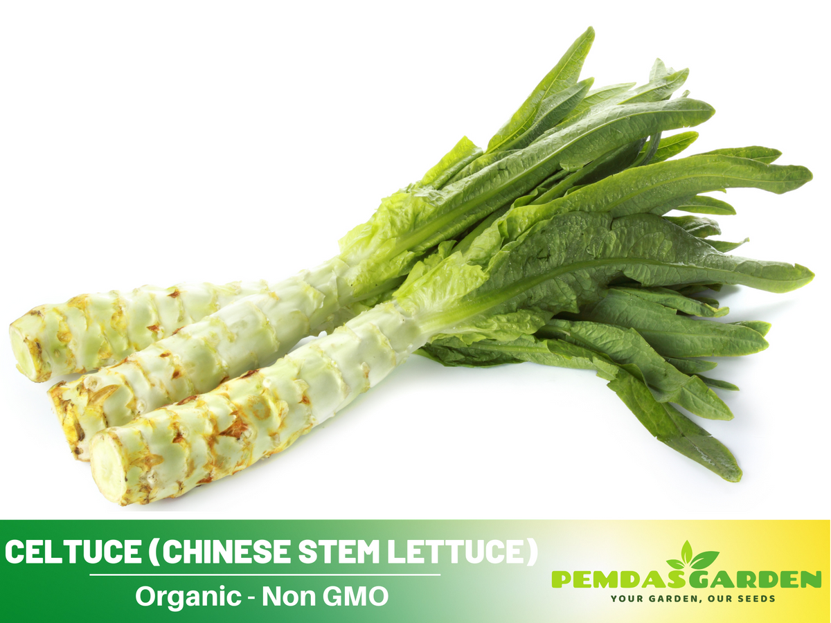 25 Seeds| Chinese Stem Lettuce Seeds #7026