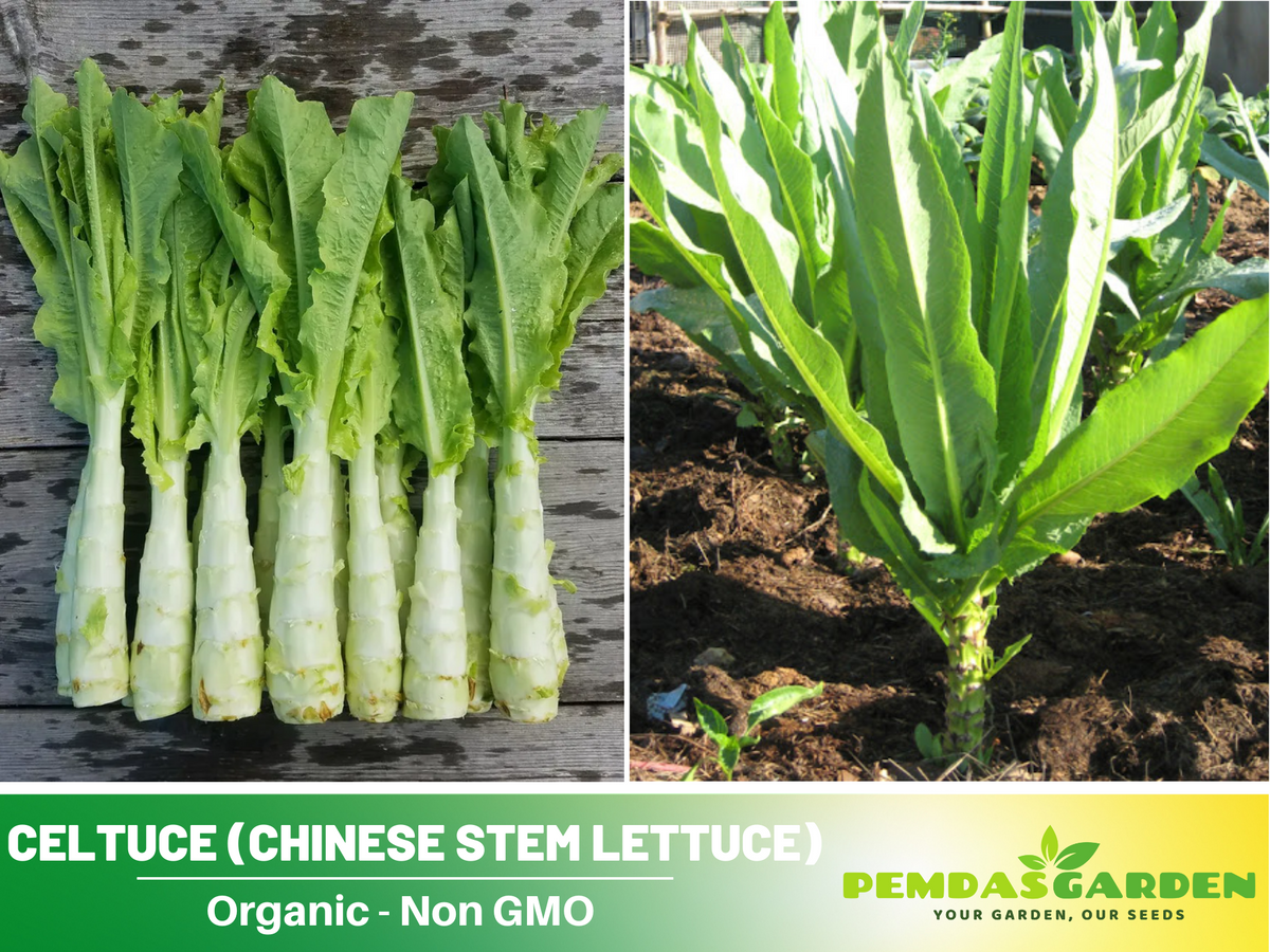 25 Seeds| Chinese Stem Lettuce Seeds #7026