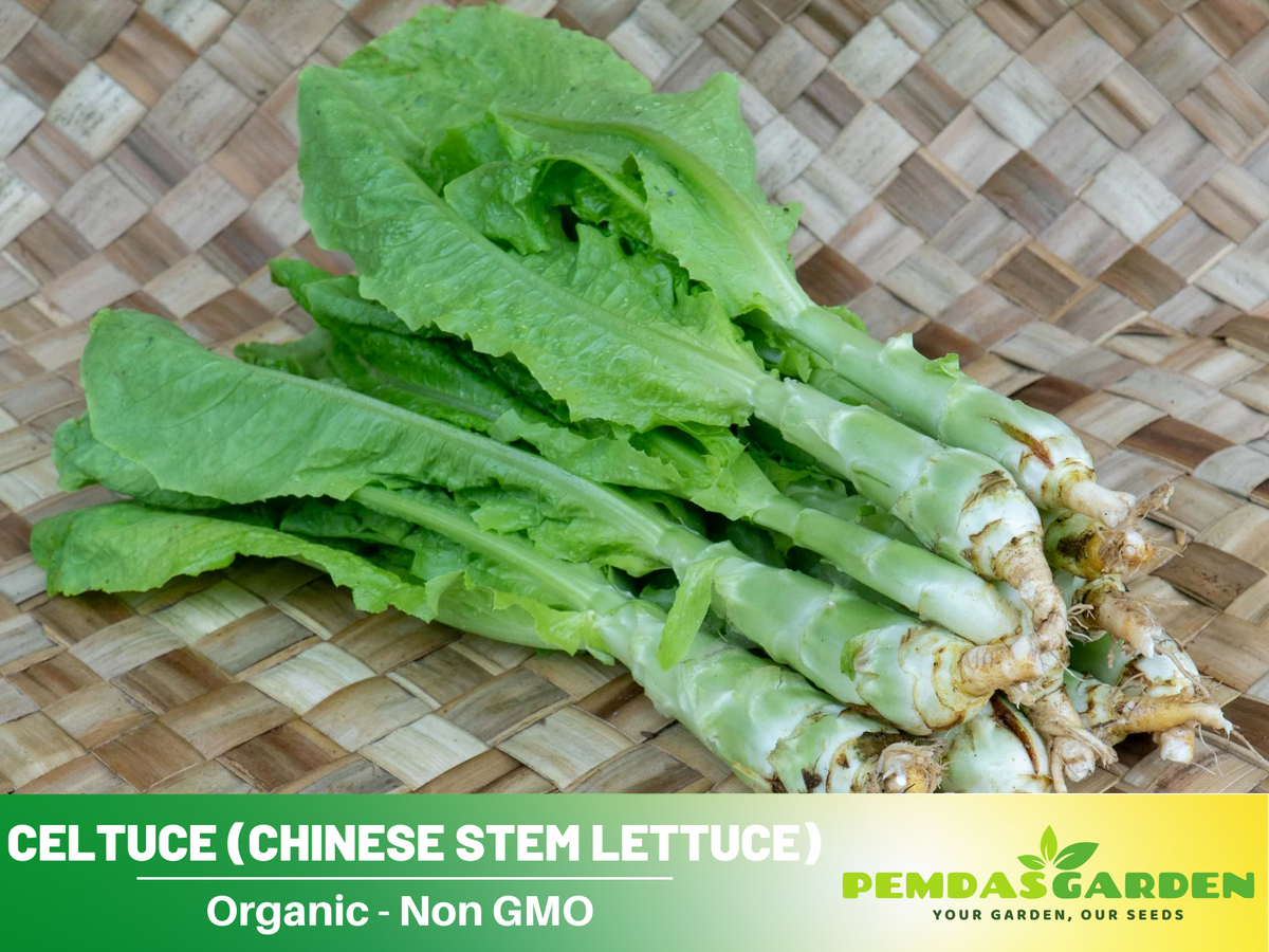 25 Seeds| Chinese Stem Lettuce Seeds #7026