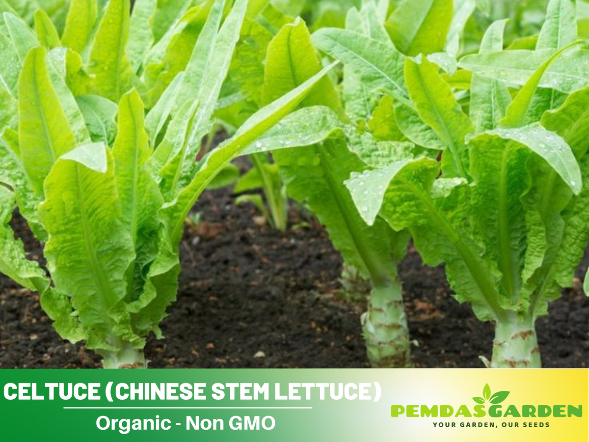 25 Seeds| Chinese Stem Lettuce Seeds #7026