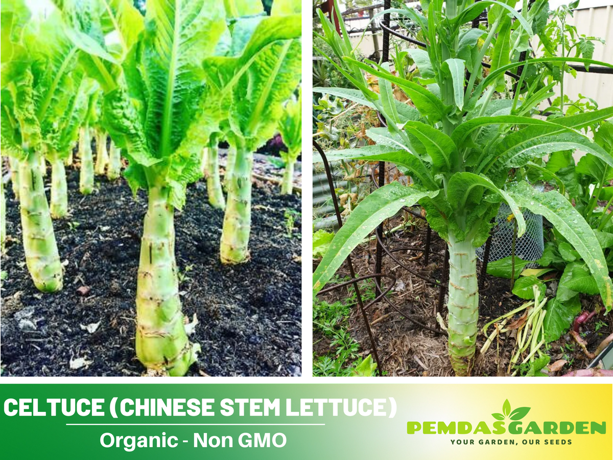 25 Seeds| Chinese Stem Lettuce Seeds #7026