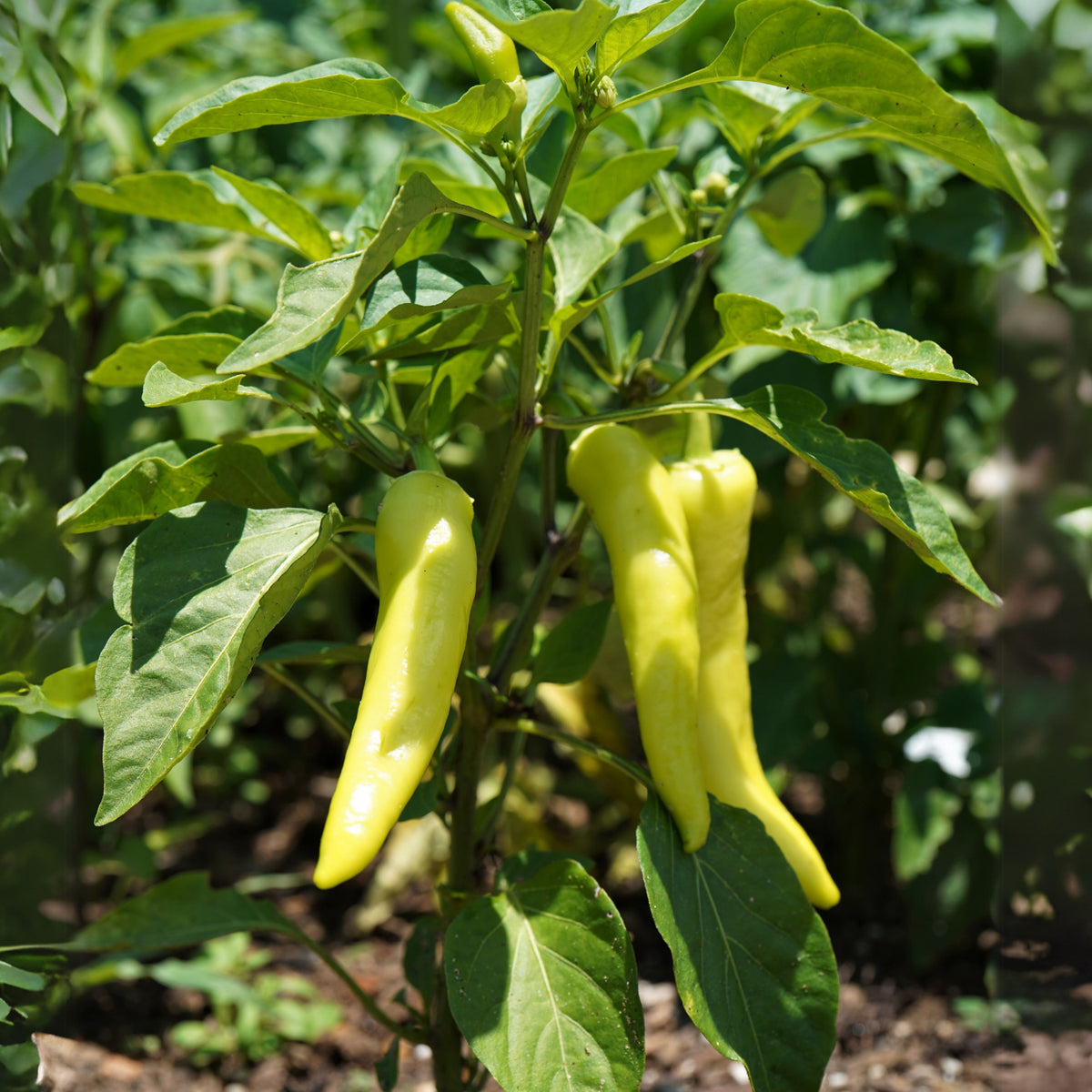 Banana Pepper Seeds - Sweet & Mild Peppers, 30 seeds