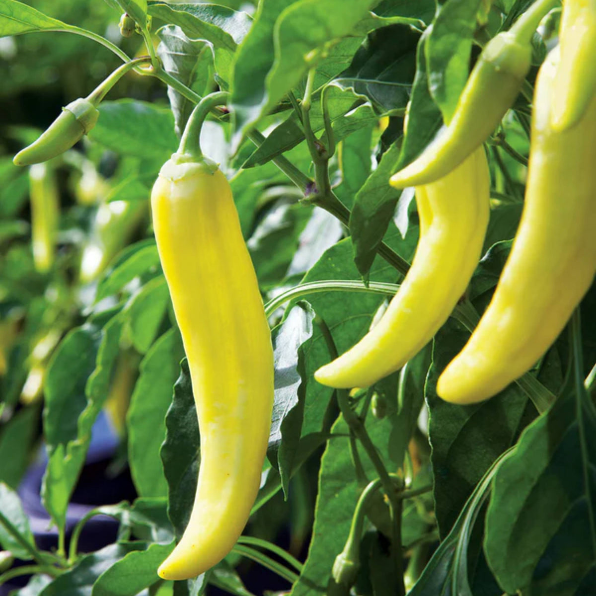 30 Seeds| Banana Pepper Seeds -Heirloom – Non-GMO – Sweet & Mild – High Yield – Easy to Grow – Fresh Eating – Pickling – Grilling – Container Friendly – Garden to Table#7027