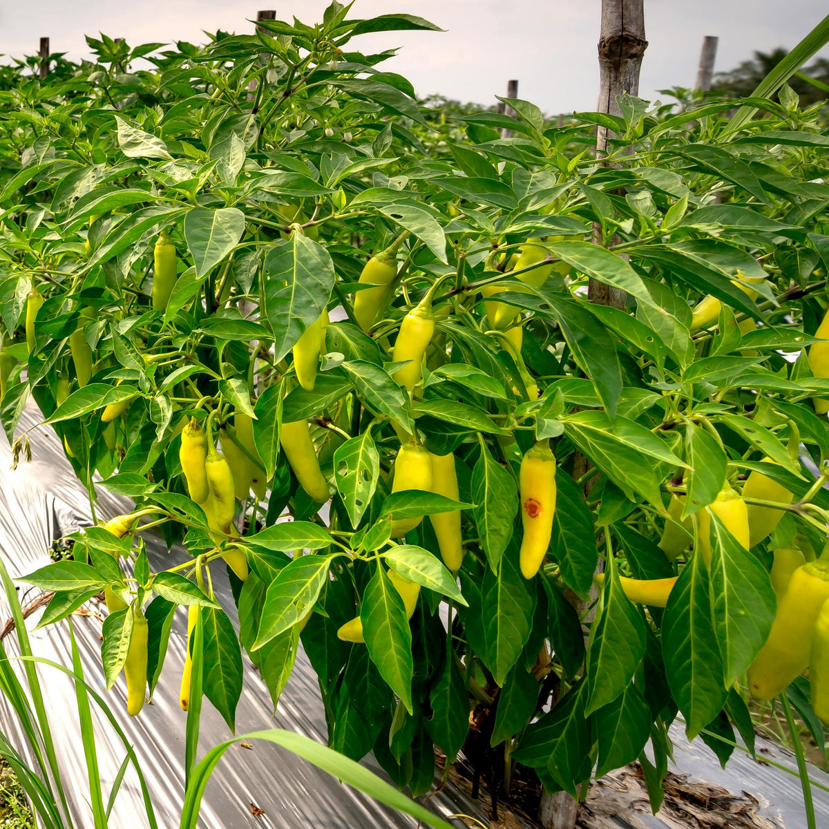 Banana Pepper Seeds - Sweet & Mild Peppers, 30 seeds