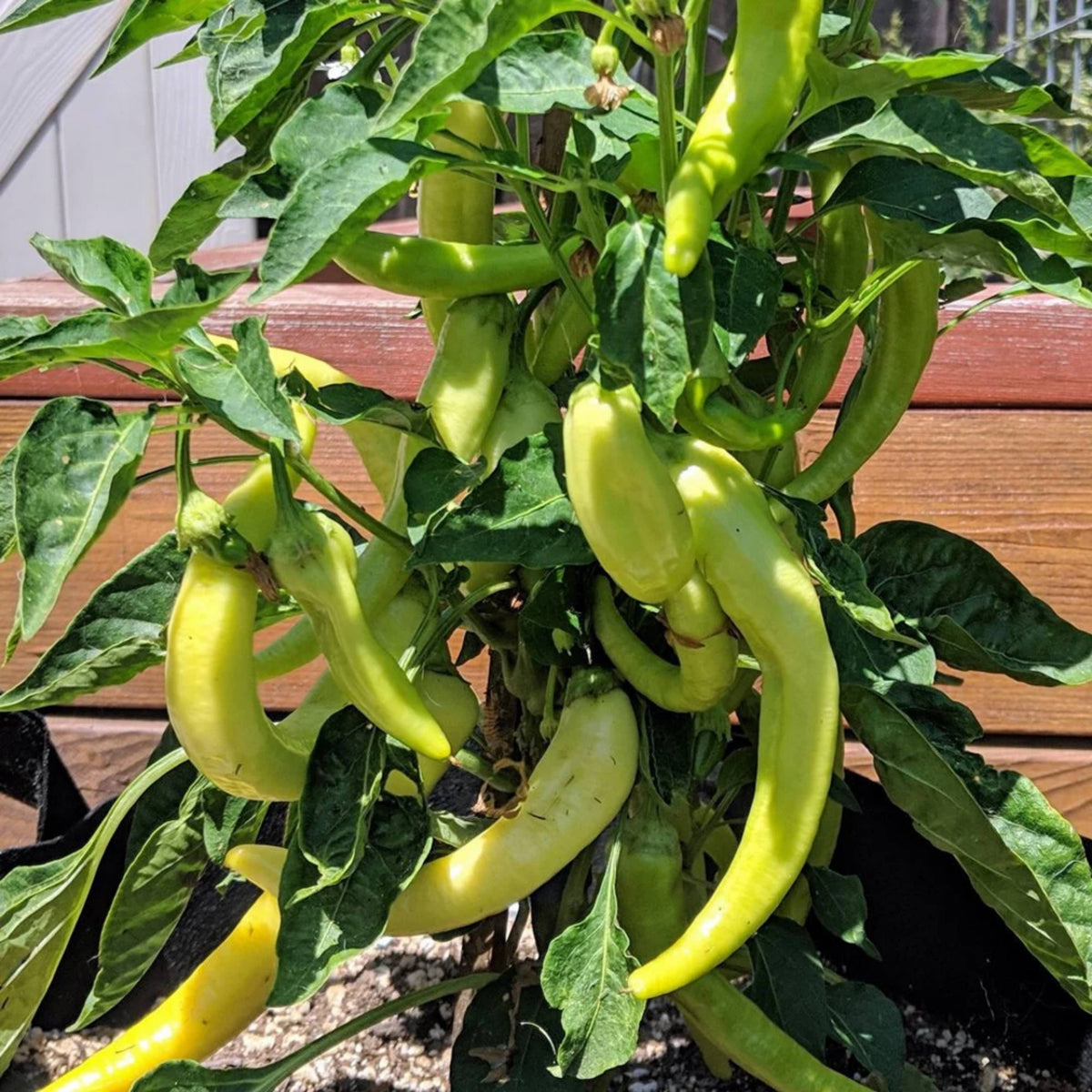 30 Seeds| Banana Pepper Seeds -Heirloom – Non-GMO – Sweet & Mild – High Yield – Easy to Grow – Fresh Eating – Pickling – Grilling – Container Friendly – Garden to Table#7027