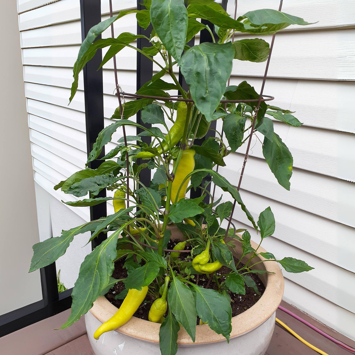 30 Seeds| Banana Pepper Seeds -Heirloom – Non-GMO – Sweet & Mild – High Yield – Easy to Grow – Fresh Eating – Pickling – Grilling – Container Friendly – Garden to Table#7027