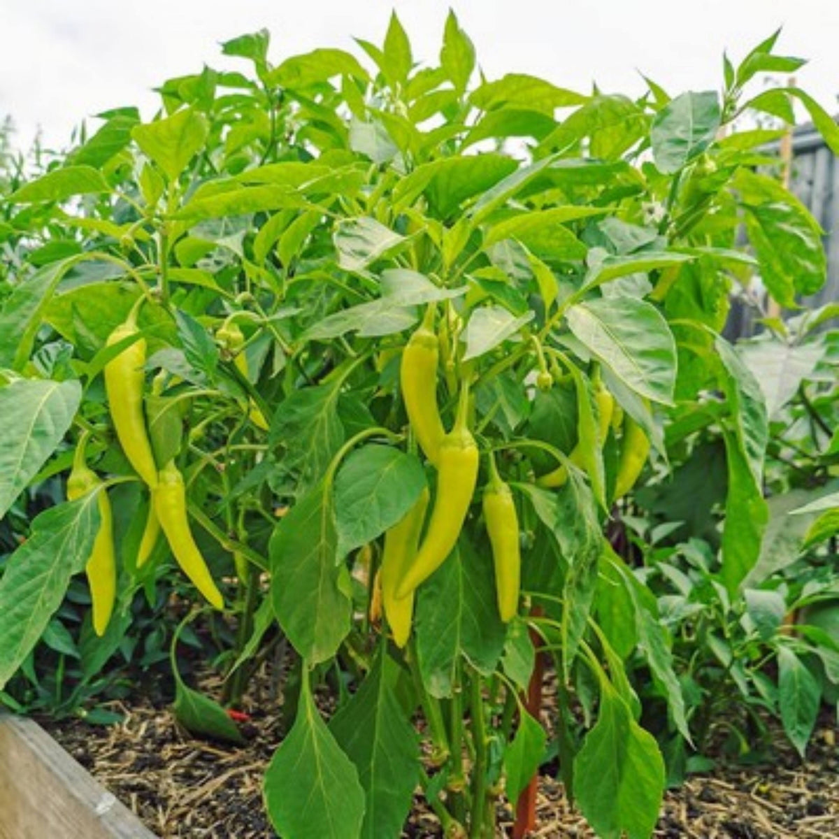 30 Seeds| Banana Pepper Seeds -Heirloom – Non-GMO – Sweet & Mild – High Yield – Easy to Grow – Fresh Eating – Pickling – Grilling – Container Friendly – Garden to Table#7027