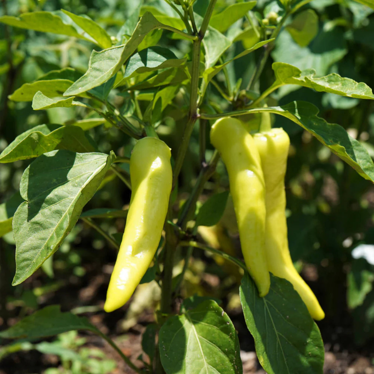 30 Seeds| Banana Pepper Seeds -Heirloom – Non-GMO – Sweet & Mild – High Yield – Easy to Grow – Fresh Eating – Pickling – Grilling – Container Friendly – Garden to Table#7027